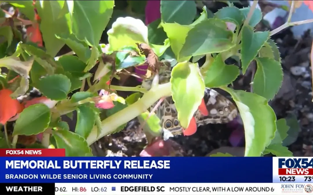 Memorial Butterfly Release at Brandon Wilde: A Tribute of Beauty and Remembrance