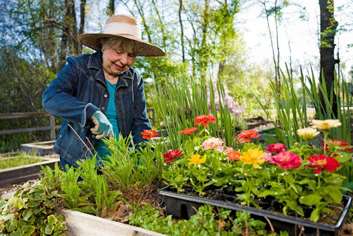 Senior Lady Tending to Flowers in a Garden