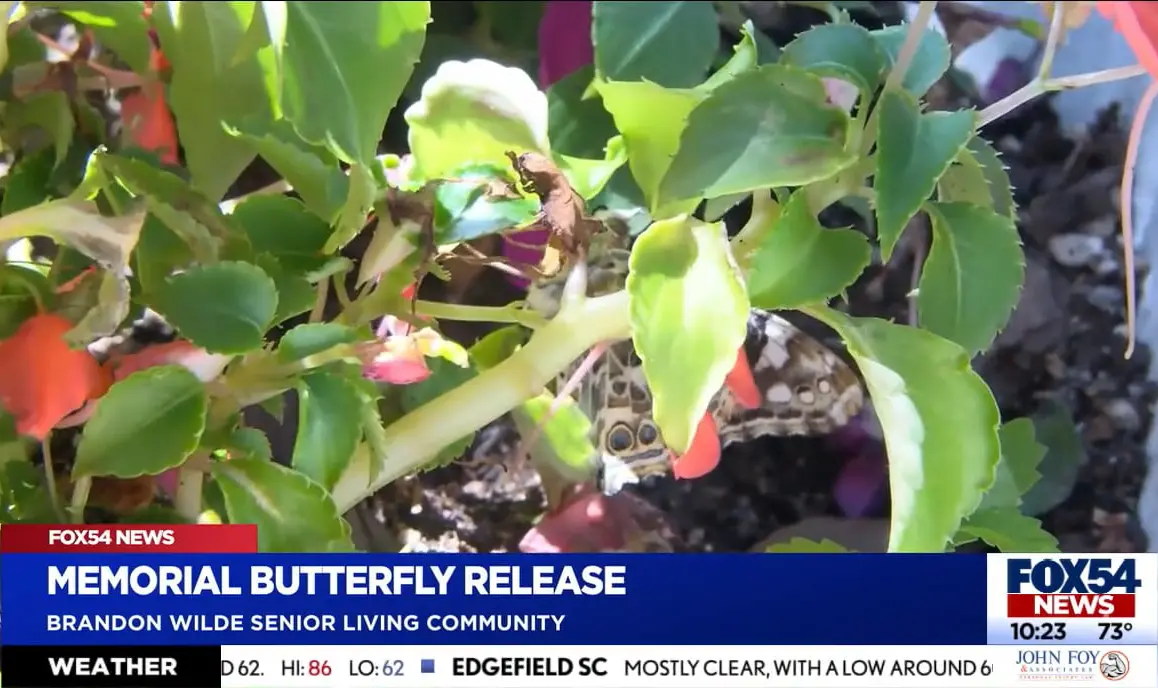 Brandon Wilde's Memorial Butterfly Release